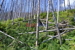 Polskie Tatry Albin Marciniak