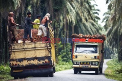 Ochrona orangutanów na Sumatrze - Eyevine