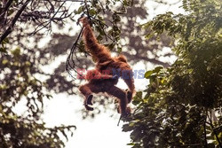 Ochrona orangutanów na Sumatrze - Eyevine