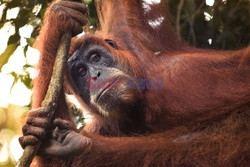 Ochrona orangutanów na Sumatrze - Eyevine