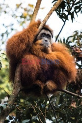 Ochrona orangutanów na Sumatrze - Eyevine