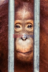 Ochrona orangutanów na Sumatrze - Eyevine