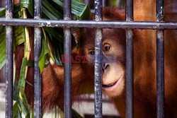 Ochrona orangutanów na Sumatrze - Eyevine