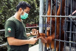 Ochrona orangutanów na Sumatrze - Eyevine