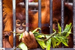 Ochrona orangutanów na Sumatrze - Eyevine