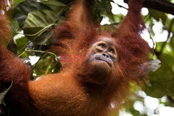 Ochrona orangutanów na Sumatrze - Eyevine