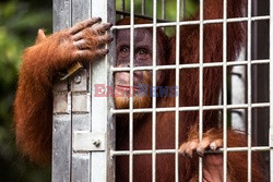 Ochrona orangutanów na Sumatrze - Eyevine