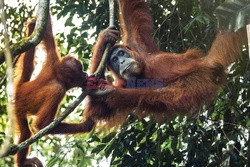 Ochrona orangutanów na Sumatrze - Eyevine