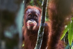 Ochrona orangutanów na Sumatrze - Eyevine