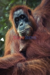 Ochrona orangutanów na Sumatrze - Eyevine