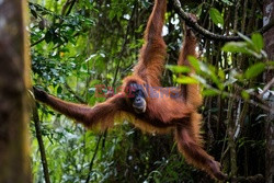 Ochrona orangutanów na Sumatrze - Eyevine