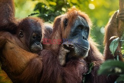 Ochrona orangutanów na Sumatrze - Eyevine