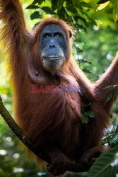 Ochrona orangutanów na Sumatrze - Eyevine