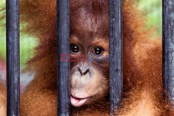 Ochrona orangutanów na Sumatrze - Eyevine