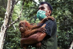 Ochrona orangutanów na Sumatrze - Eyevine