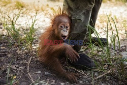 Ochrona orangutanów na Sumatrze - Eyevine