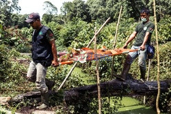 Ochrona orangutanów na Sumatrze - Eyevine