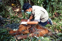 Ochrona orangutanów na Sumatrze - Eyevine