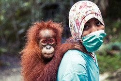 Ochrona orangutanów na Sumatrze - Eyevine