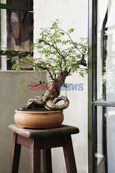 Bonsai małe cuda - House and Leisure 1/2018