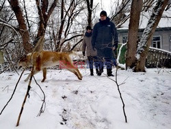 Zwierzęta z Czarnobyla - Cover Images