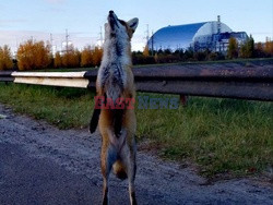 Zwierzęta z Czarnobyla - Cover Images