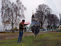 Zwierzęta z Czarnobyla - Cover Images