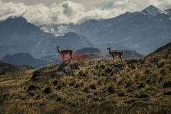 Chile - Patagonia - NYT