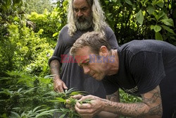 Medyczna marihuana w Australii - Vu Images