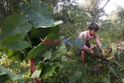 Bangladesz - obóz dla ludu Rohingya - Vu Images