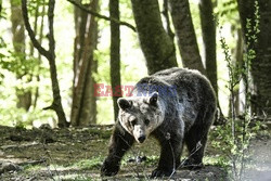 Sanktuarium dla niedźwiedzi w Grecji - AFP