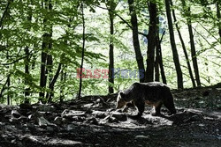 Sanktuarium dla niedźwiedzi w Grecji - AFP