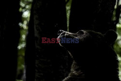 Sanktuarium dla niedźwiedzi w Grecji - AFP