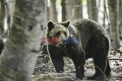 Sanktuarium dla niedźwiedzi w Grecji - AFP