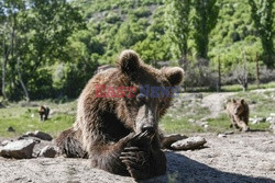 Sanktuarium dla niedźwiedzi w Grecji - AFP