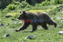 Sanktuarium dla niedźwiedzi w Grecji - AFP