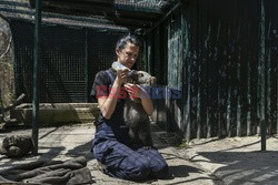 Sanktuarium dla niedźwiedzi w Grecji - AFP