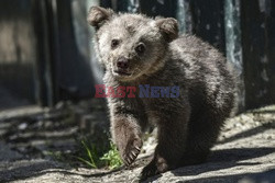 Sanktuarium dla niedźwiedzi w Grecji - AFP