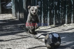 Sanktuarium dla niedźwiedzi w Grecji - AFP