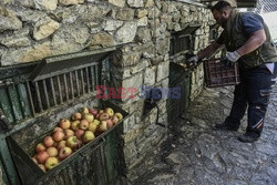 Sanktuarium dla niedźwiedzi w Grecji - AFP