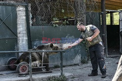 Sanktuarium dla niedźwiedzi w Grecji - AFP