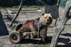 Sanktuarium dla niedźwiedzi w Grecji - AFP