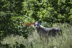 Sanktuarium dla niedźwiedzi w Grecji - AFP