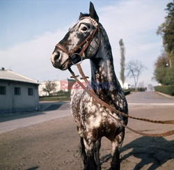 Polska retro