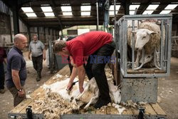 Strzyżenie owiec na farmie w Troutbeck  - AFP