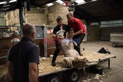 Strzyżenie owiec na farmie w Troutbeck  - AFP