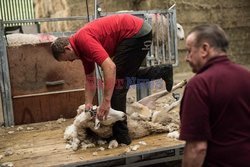 Strzyżenie owiec na farmie w Troutbeck  - AFP