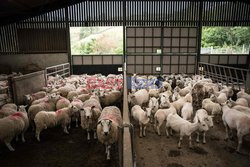 Strzyżenie owiec na farmie w Troutbeck  - AFP