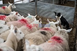 Strzyżenie owiec na farmie w Troutbeck  - AFP