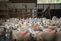 Strzyżenie owiec na farmie w Troutbeck  - AFP